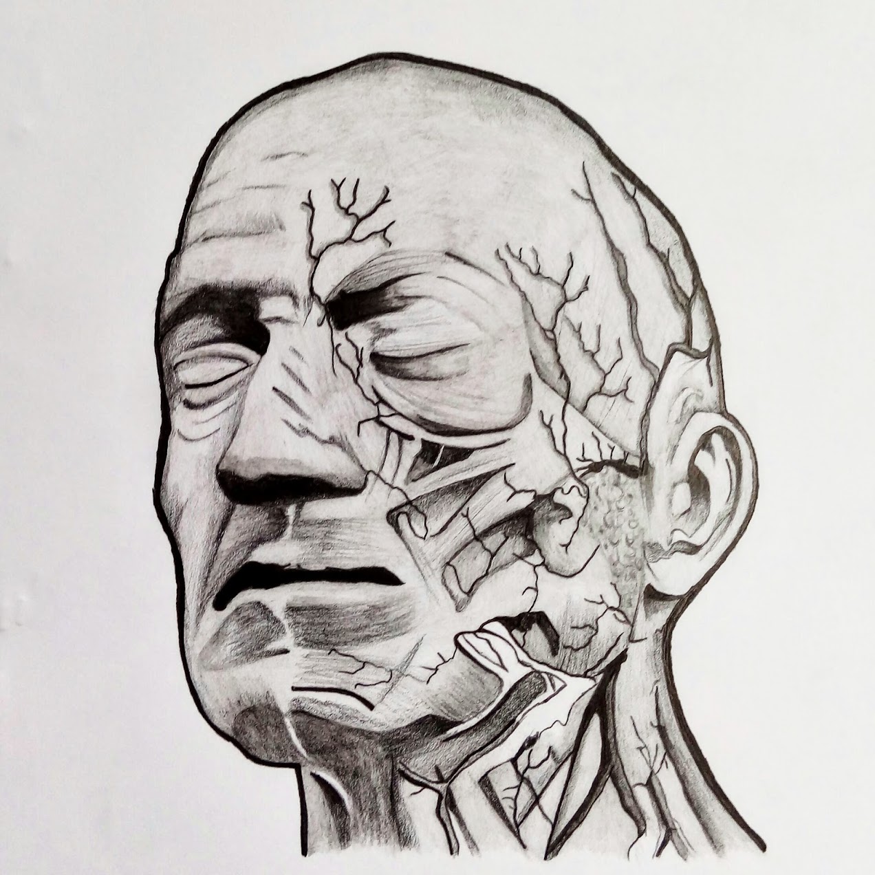 Head Arteries Nerves — Daniel Ferraz Ramos